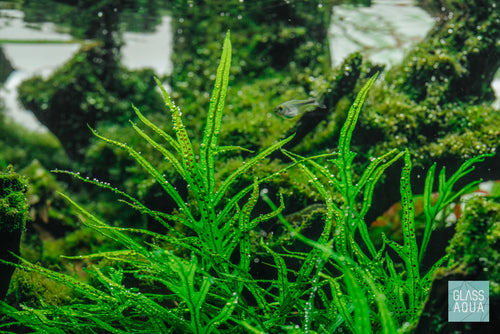 Build Your Own Easy Plant Pack