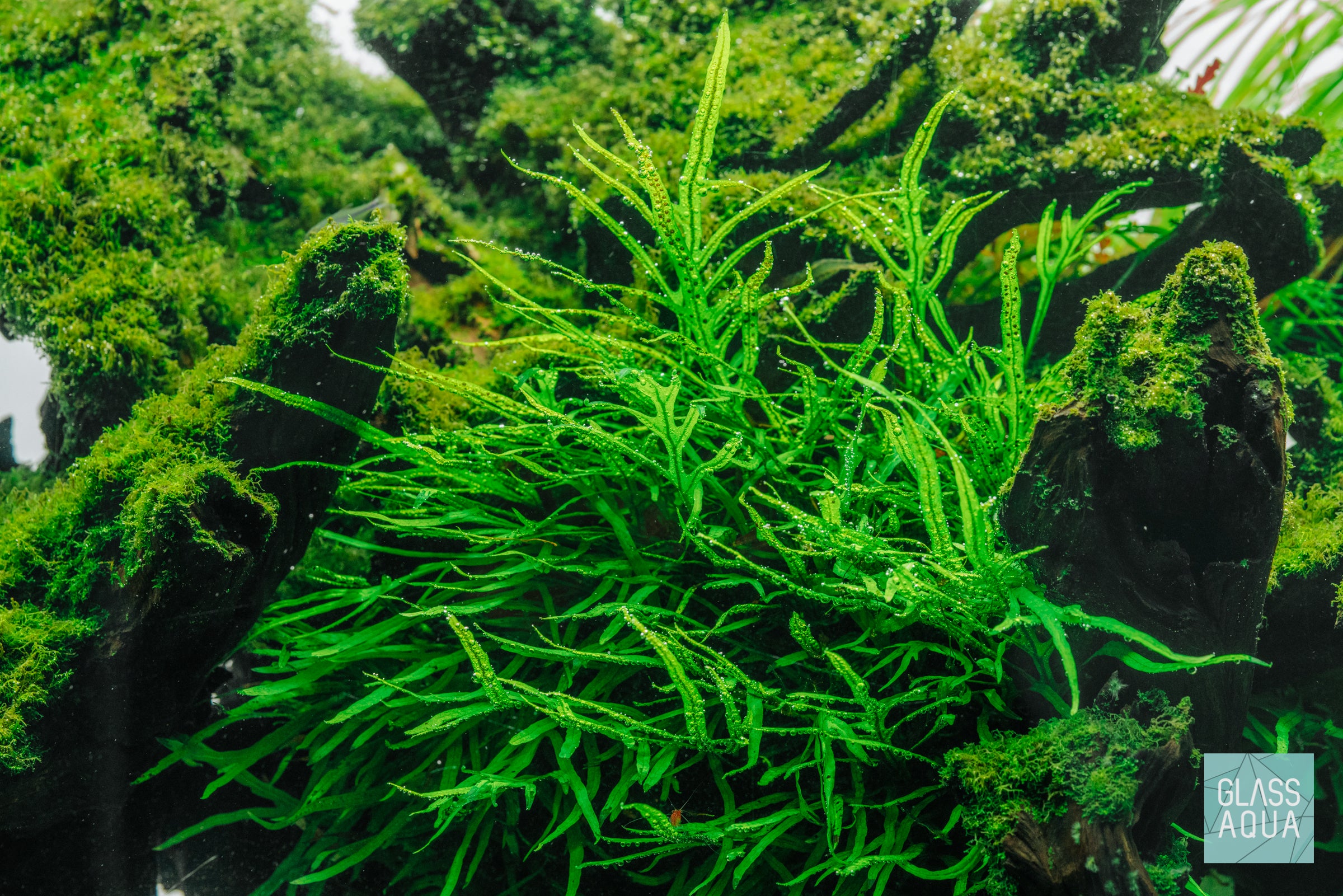 Shop Live Healthy Aquatic Plants For Freshwater Aquarium - Glass