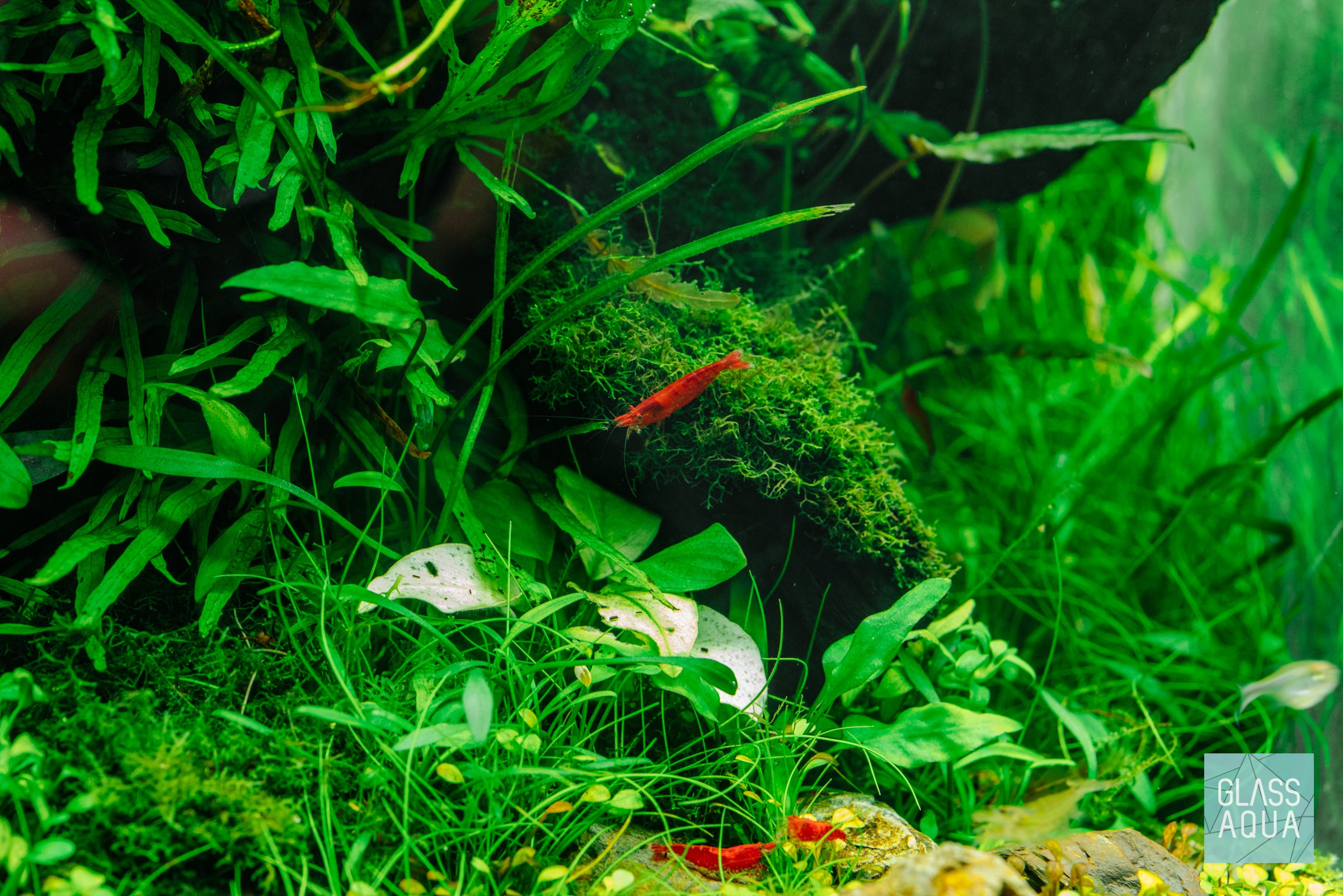 Freshwater Planted Tank Fish & Shrimp | Glass Aqua
