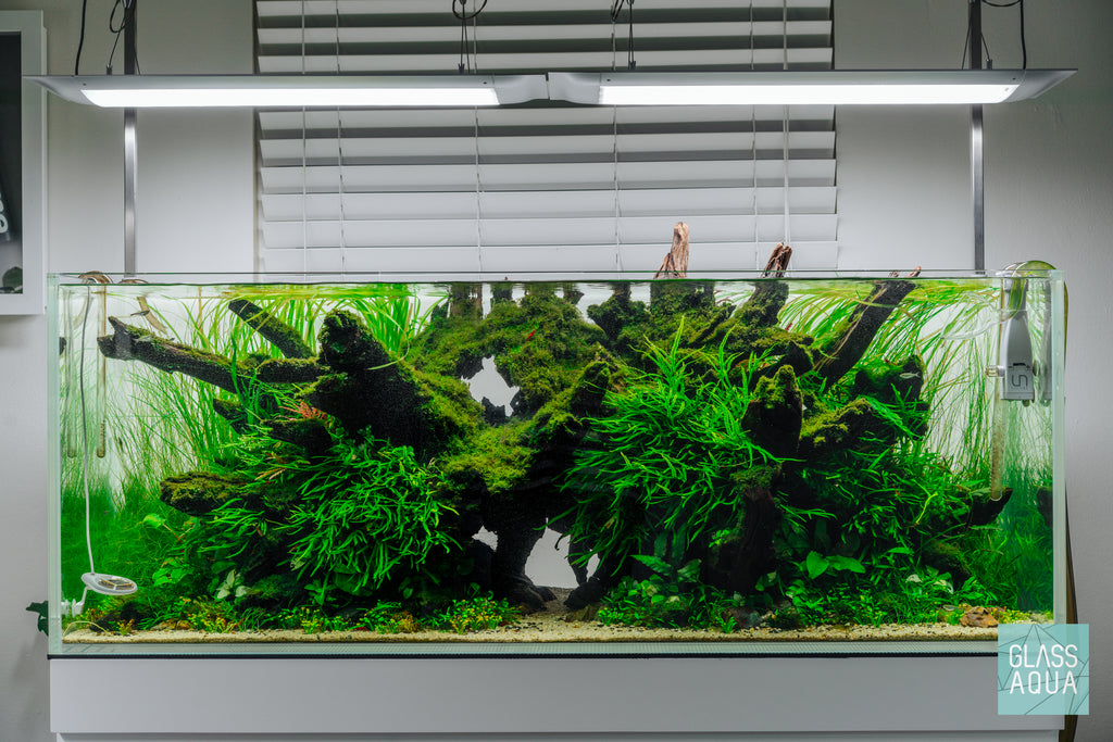Shop Microsorum Leptochilus Pteropus Trident Mini Aquarium Plant