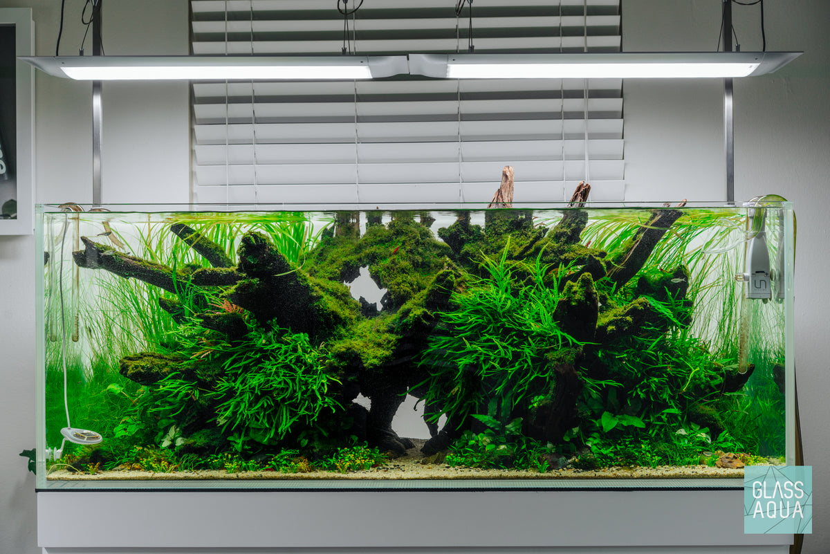 Shop Microsorum Leptochilus Pteropus Trident Mini Aquarium Plant