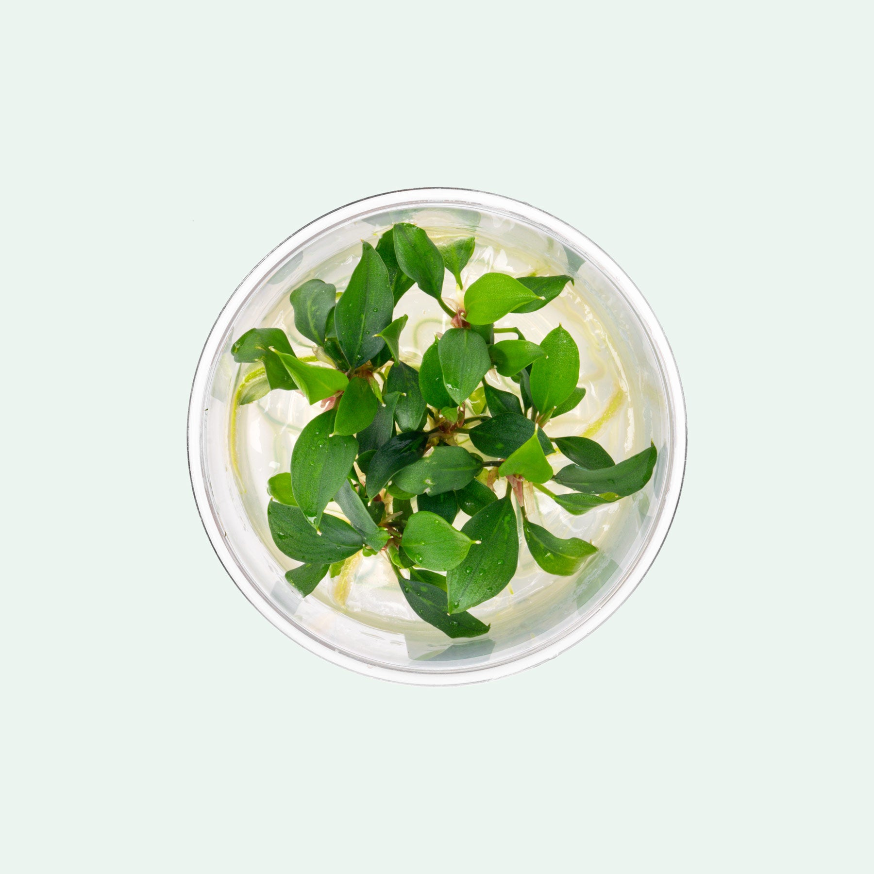 熱帯植物　Piptospatha sp. Pulau lingga SF Piptospatha Ridleyi Live Aquatic Plant | Glass Aqua