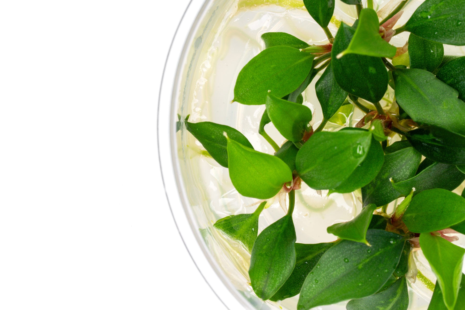 Piptospatha Ridleyi - Glass Aqua