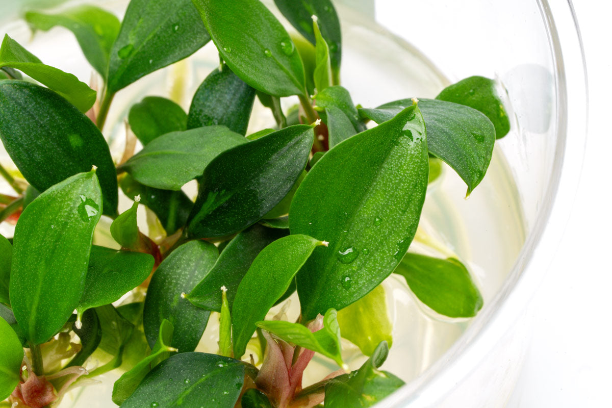 Piptospatha Ridleyi Live Aquatic Plant | Glass Aqua