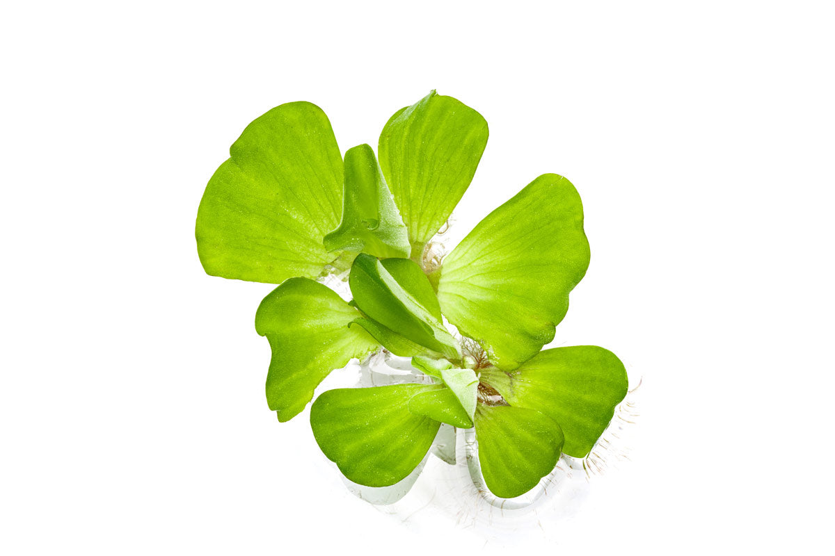 Pistia Stratiotes - Glass Aqua