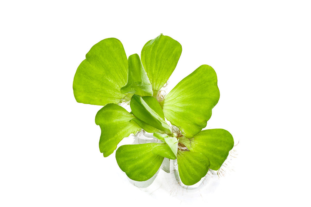 Pistia Stratiotes - Glass Aqua