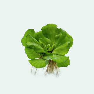 Shop Pistia Stratiotes Aquatic Plants - Glass Aqua