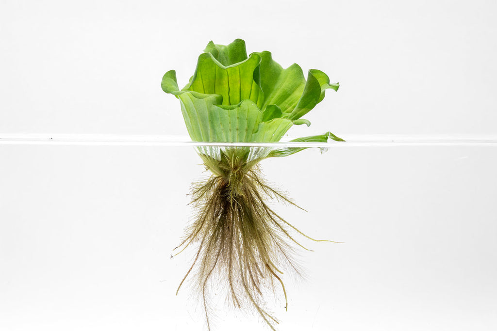 Shop Pistia Stratiotes Aquatic Plants - Glass Aqua