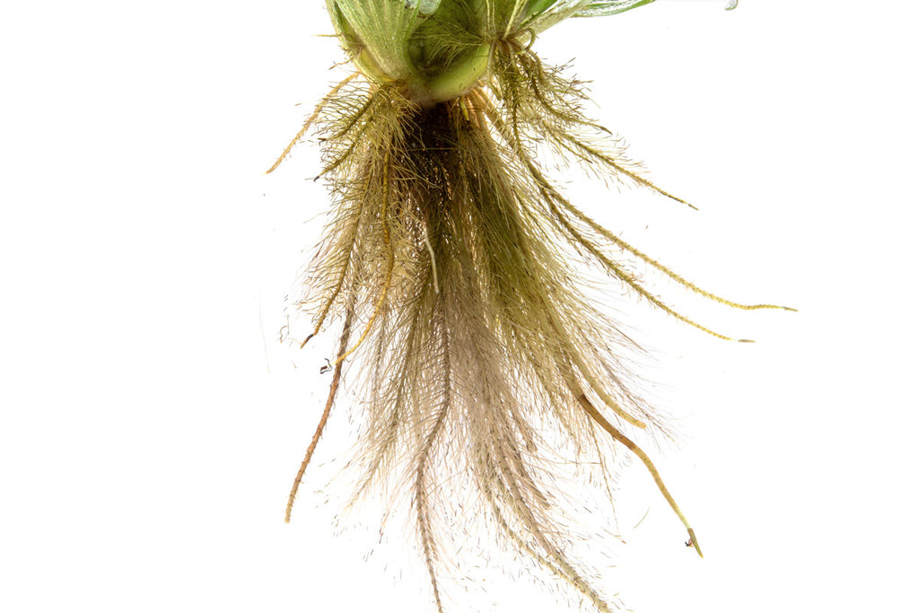 Shop Pistia Stratiotes Aquatic Plants - Glass Aqua