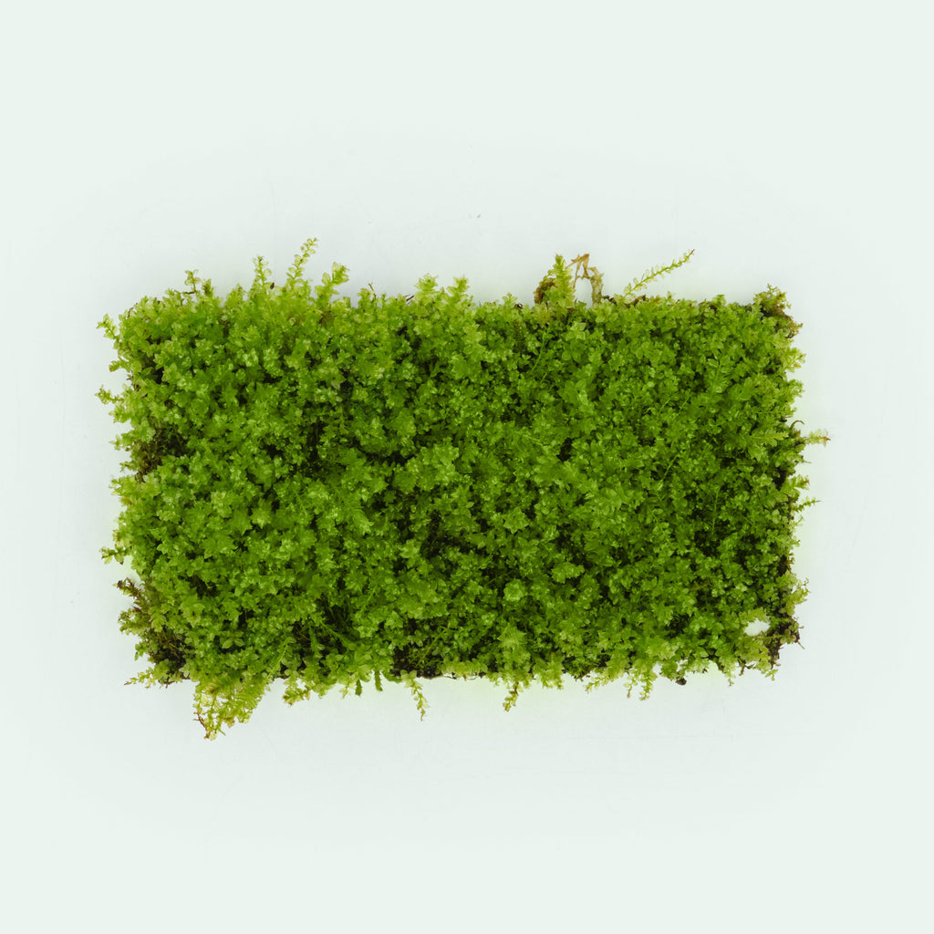 Pearl Moss