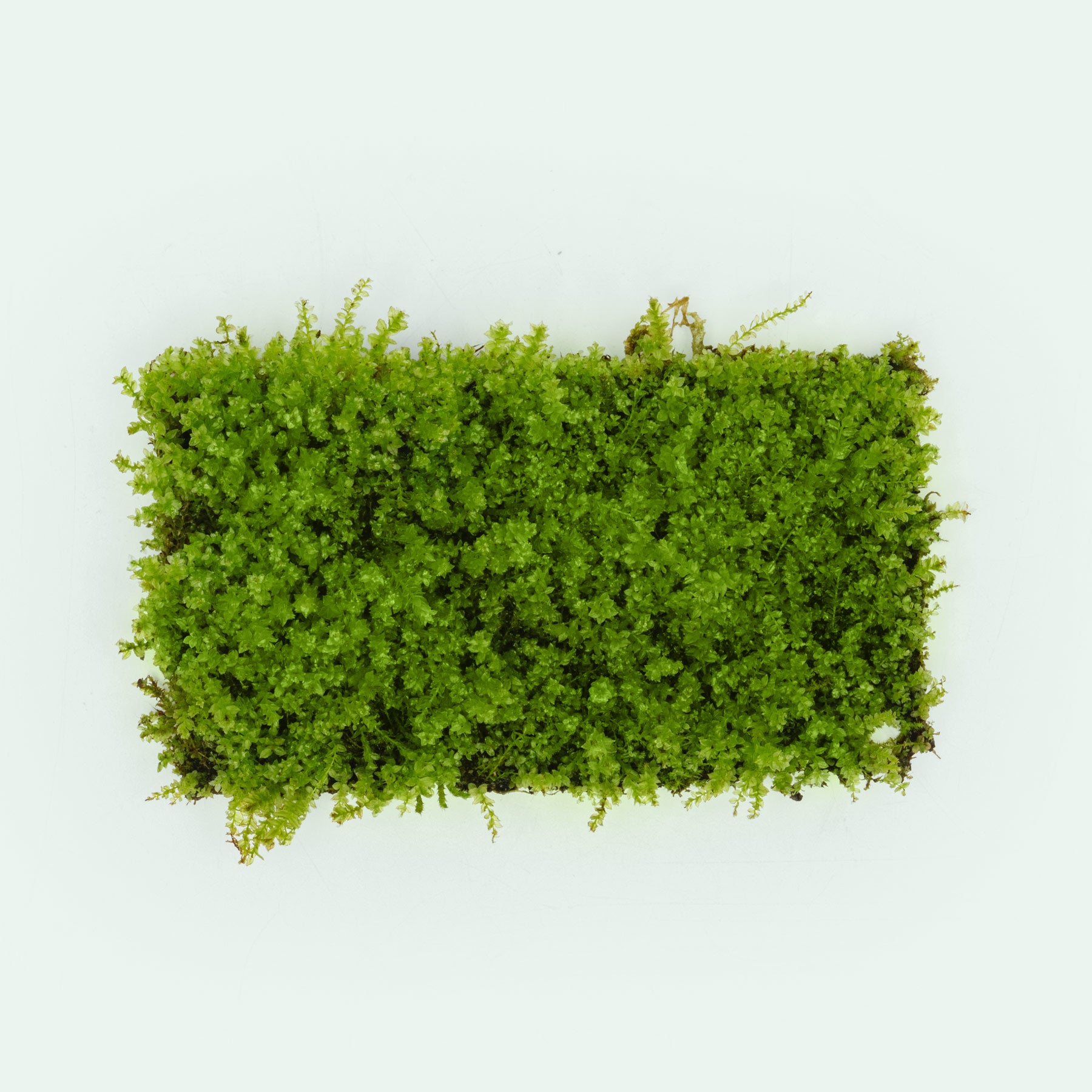 Pearl Moss