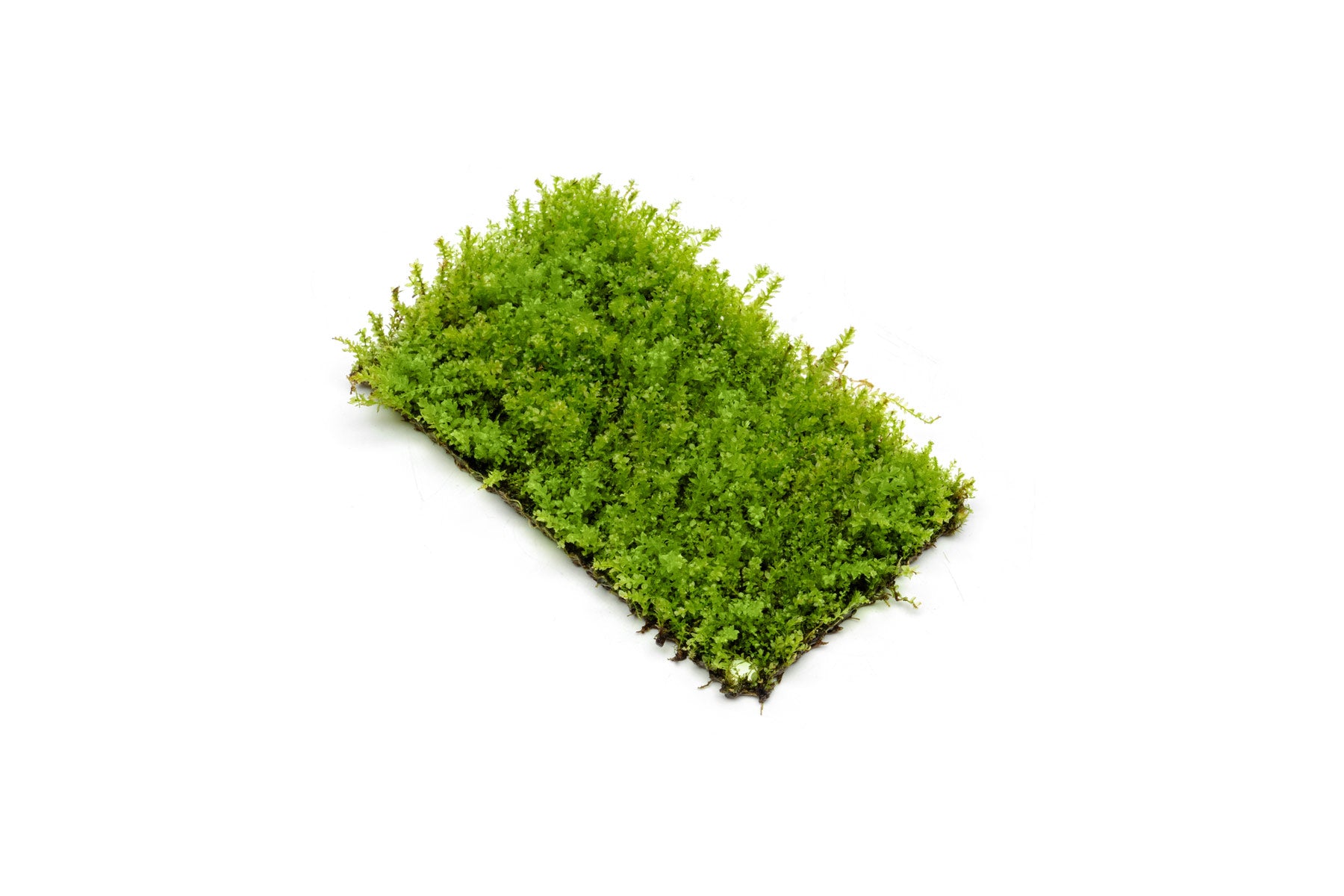 Pearl Moss