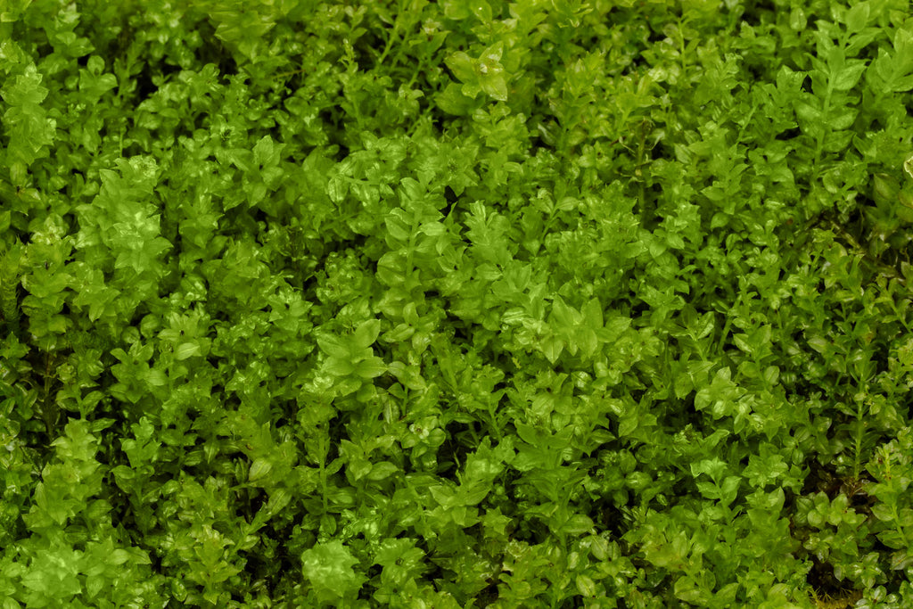 Pearl Moss