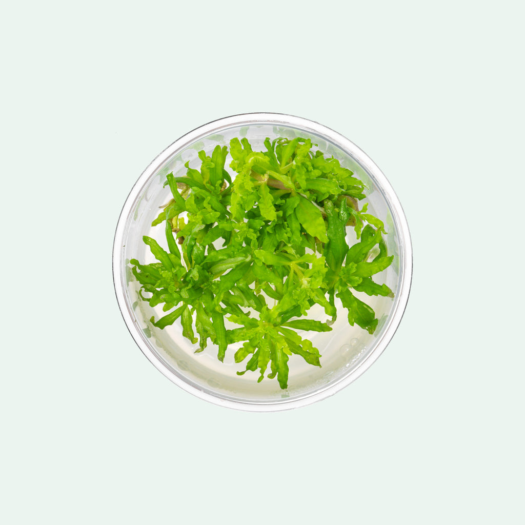 Pogostemon Helferi Downoi - Glass Aqua