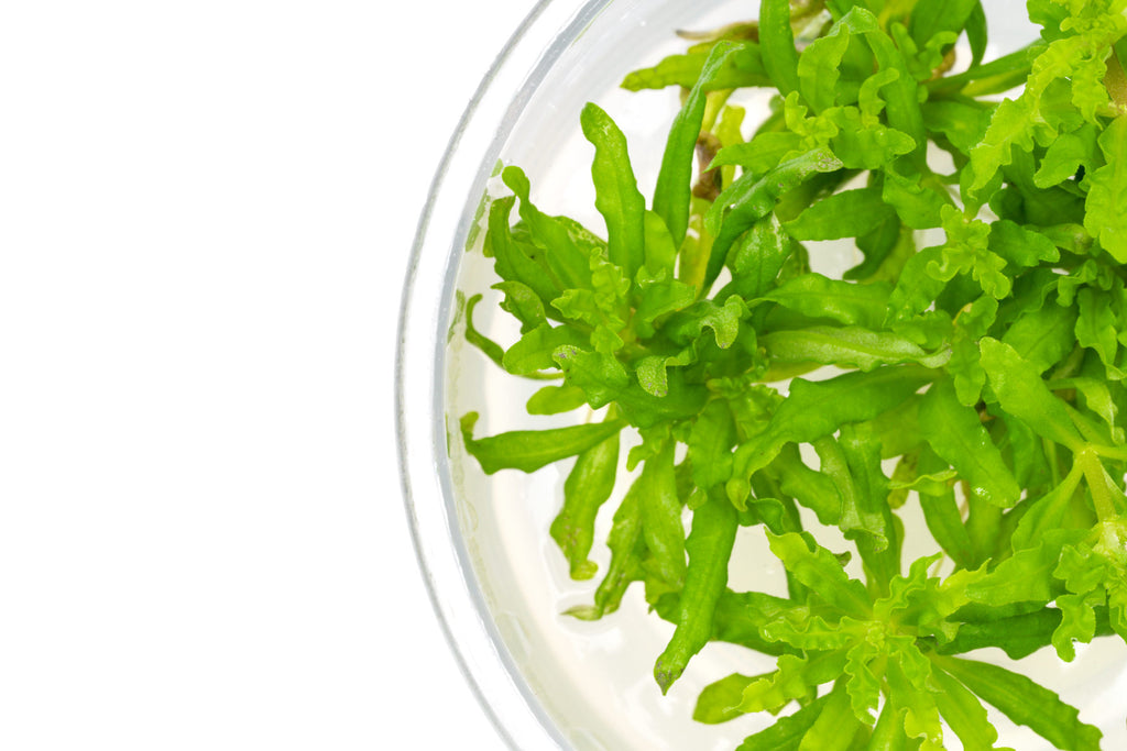 Pogostemon Helferi Downoi - Glass Aqua