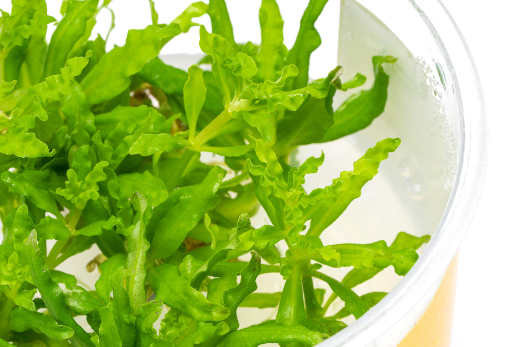 Pogostemon Helferi Downoi - Glass Aqua