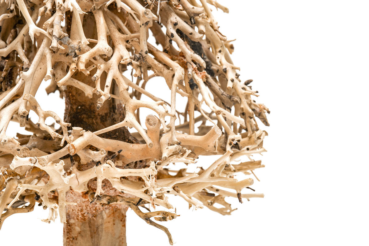 Ultum Nature Systems UNS Bonsai Tree Driftwood Aquarium Hardscape Wood 009