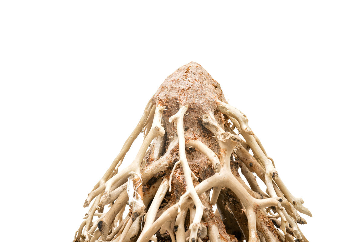 Ultum Nature Systems UNS Bonsai Tree Driftwood Aquarium Hardscape Wood 009