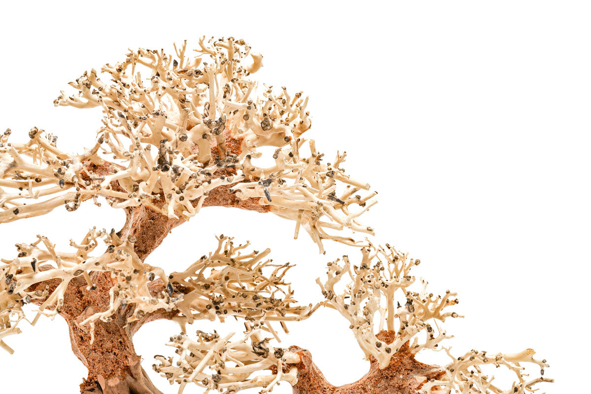 Ultum Nature Systems UNS Bonsai Tree Driftwood Aquarium Hardscape Wood 011