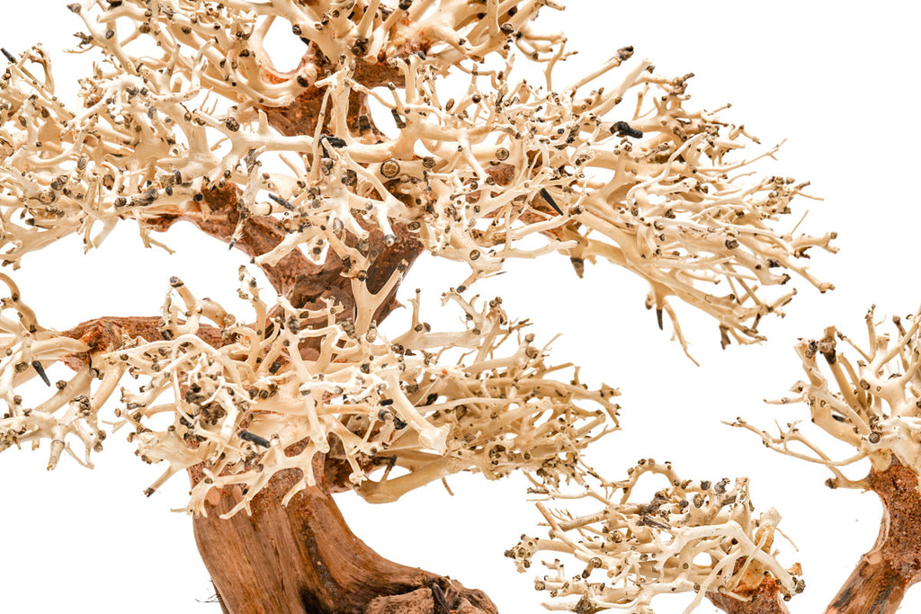 Ultum Nature Systems UNS Bonsai Tree Driftwood Aquarium Hardscape Wood 011