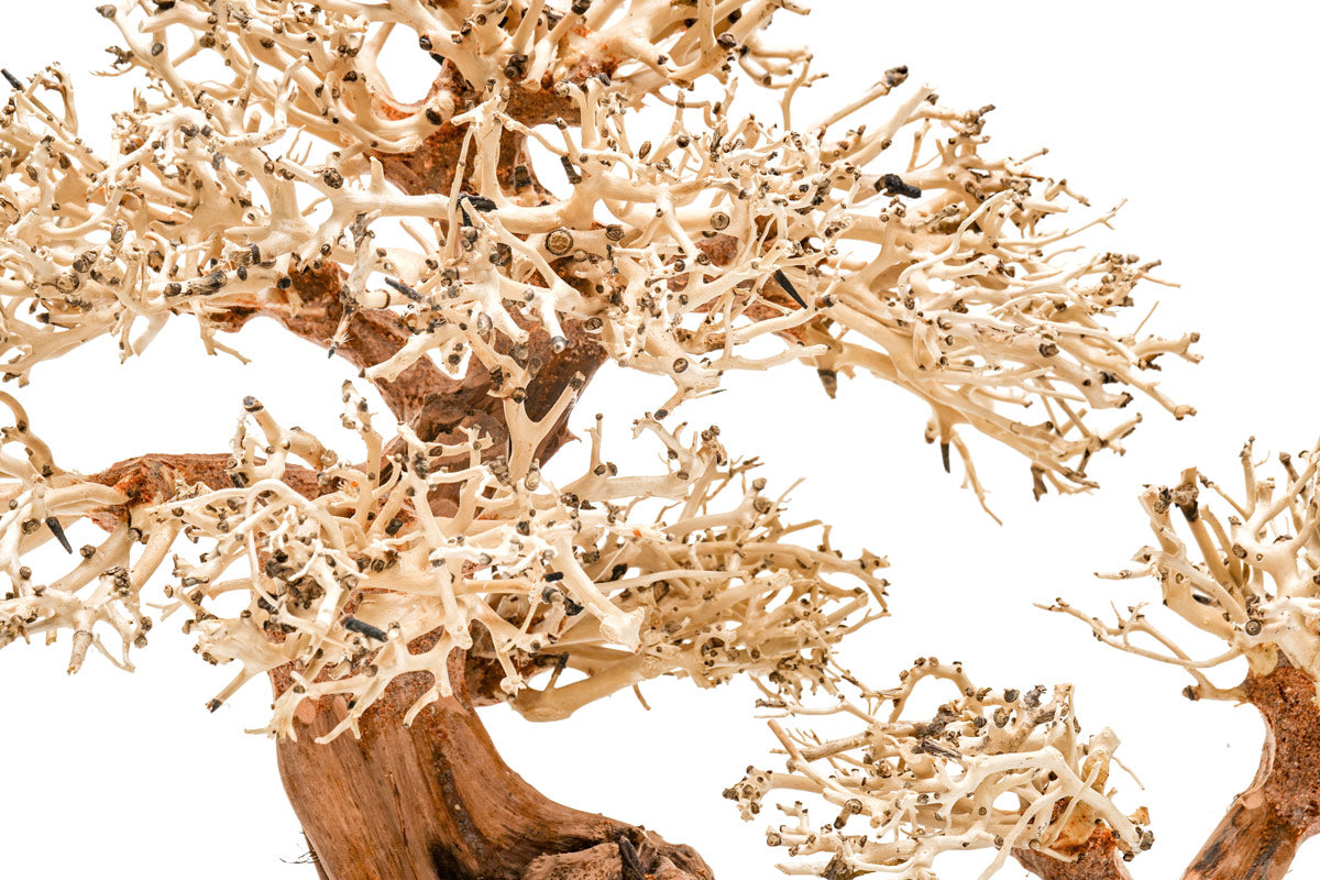 Ultum Nature Systems UNS Bonsai Tree Driftwood Aquarium Hardscape Wood 011