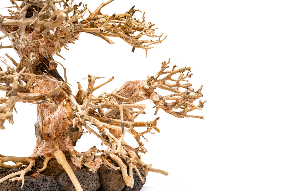 Ultum Nature Systems UNS Bonsai Tree Driftwood Aquarium Hardscape Wood 004