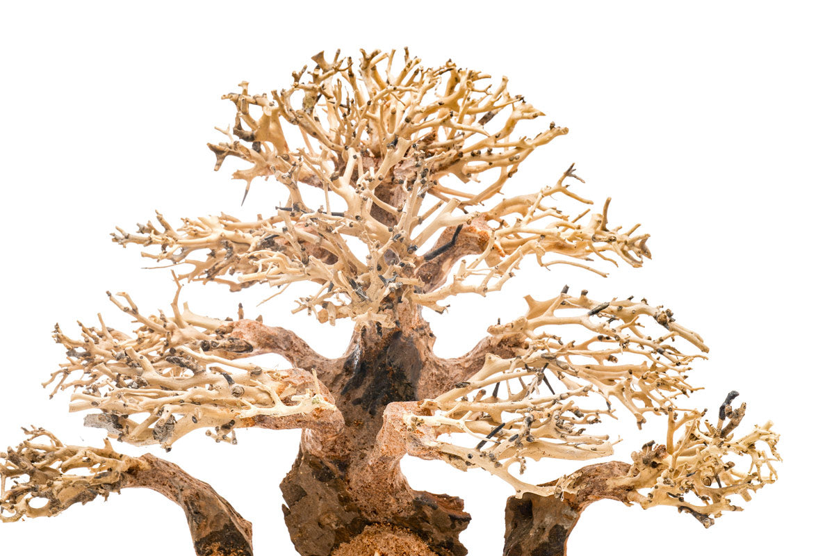 Ultum Nature Systems UNS Bonsai Tree Driftwood Aquarium Hardscape Wood 004