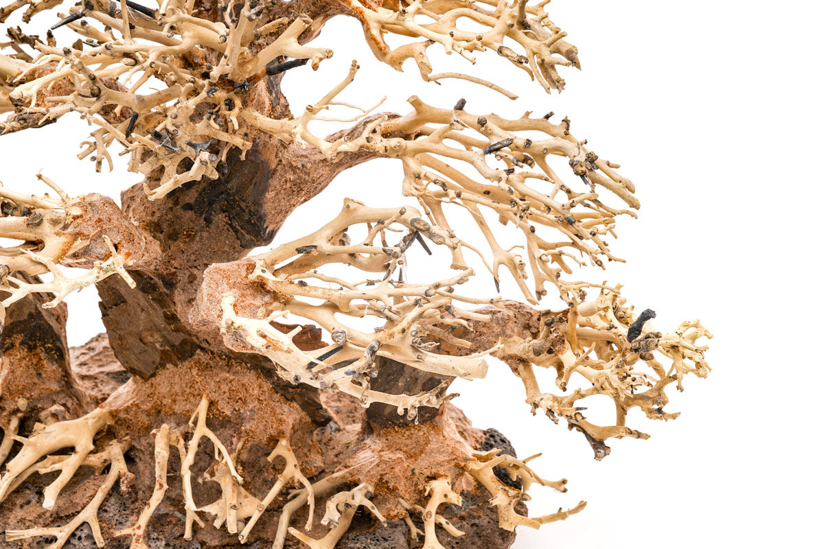 Ultum Nature Systems UNS Bonsai Tree Driftwood Aquarium Hardscape Wood 004