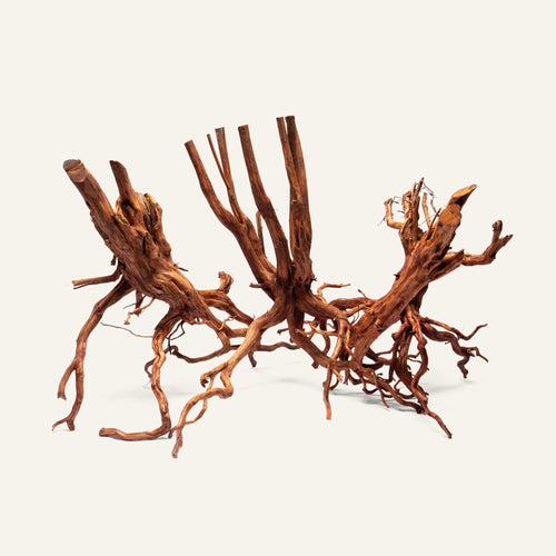 Group photo of Rasamala Root natural aquarium driftwood