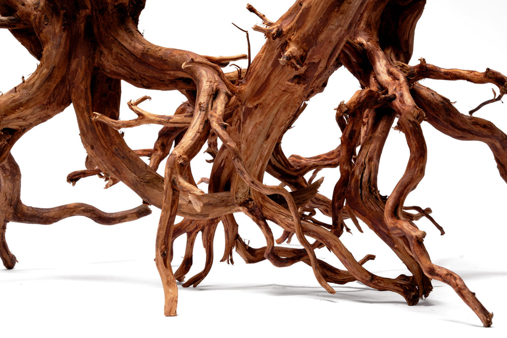 Close-up photo of Rasamala Root showing twisting root-like base