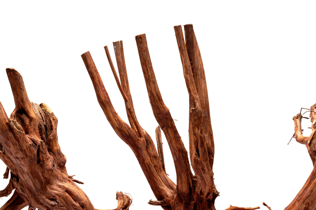 Close-up photo of Rasamala Root showing root-like structure
