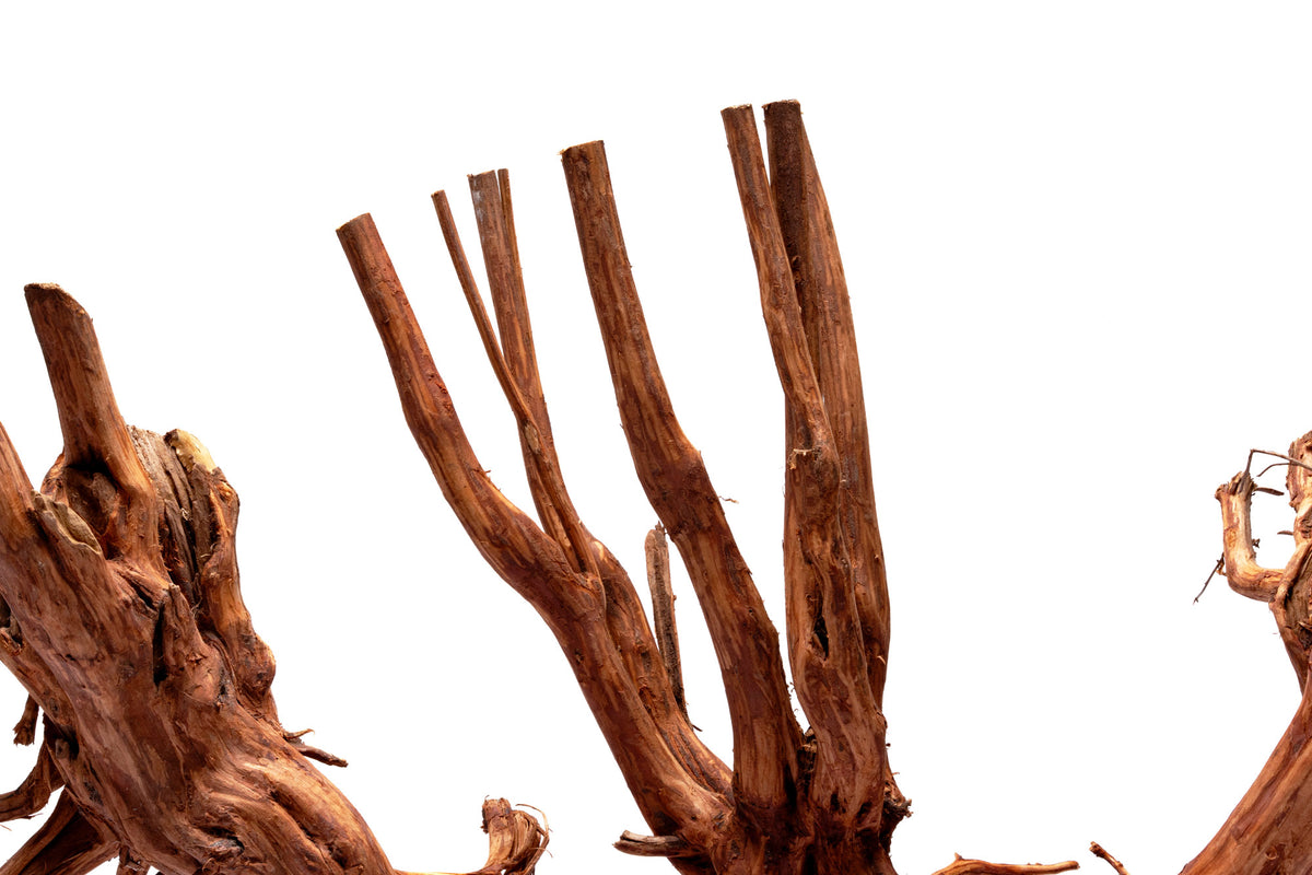Close-up photo of Rasamala Root showing root-like structure