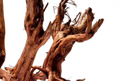 Close-up photo of Rasamala Root showing driftwood texture and color