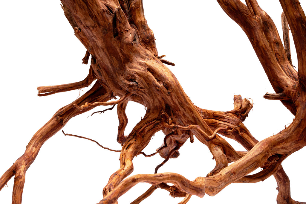 Close-up photo of Rasamala Root showing shape and color