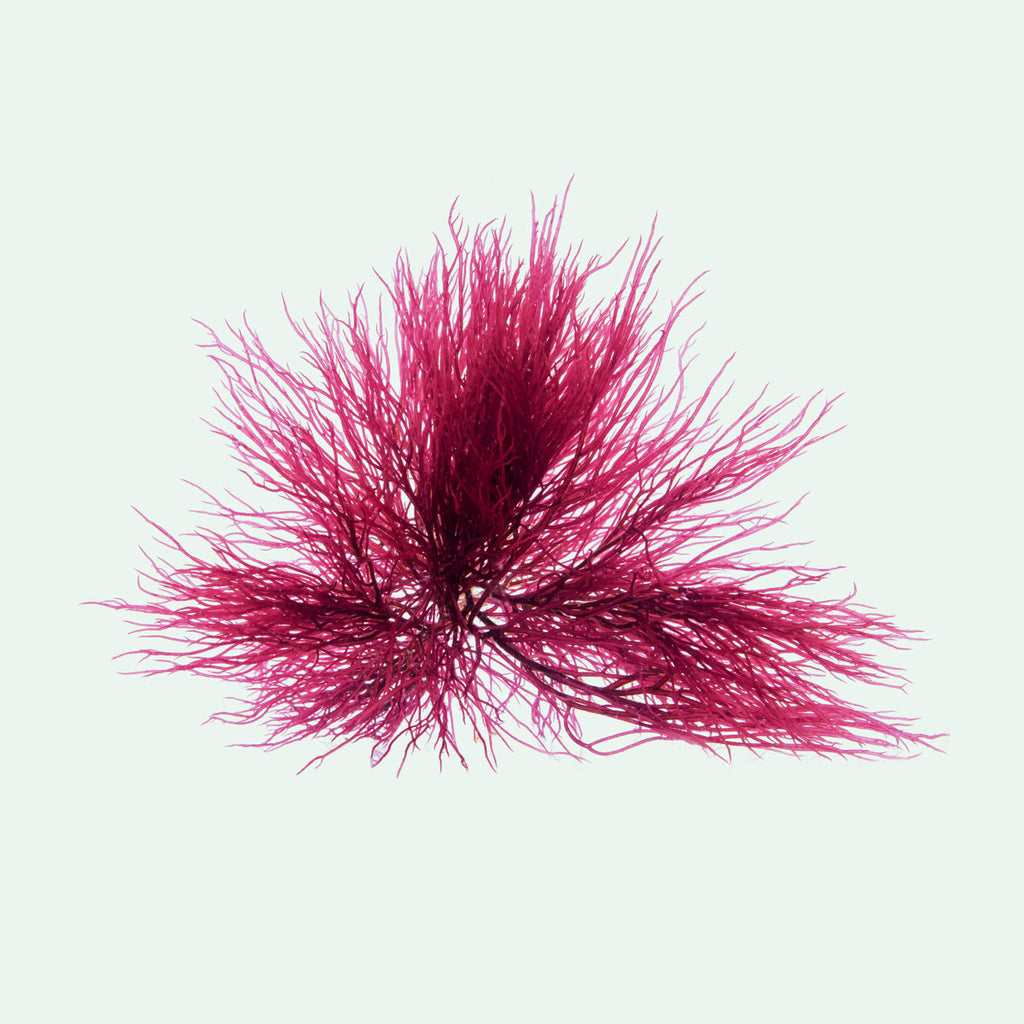 Red Ogo Macro Algae (Gracilaria) | Live Macroalgae - Glass Aqua