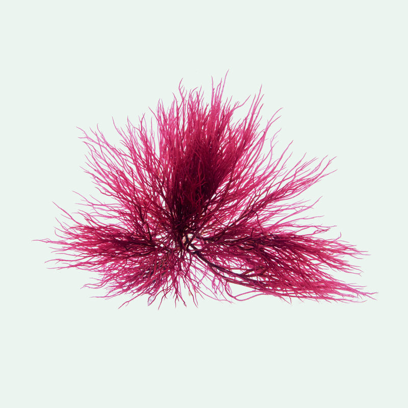 Red Ogo Macro Algae (Gracilaria) | Live Macroalgae - Glass Aqua