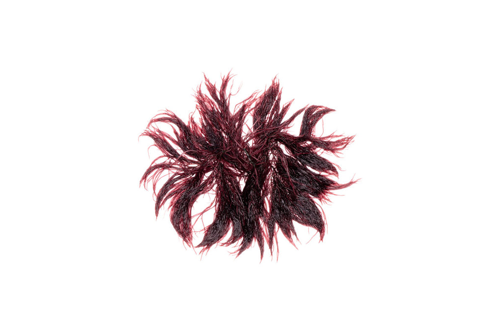 Red Ogo Macro Algae (Gracilaria) | Live Macroalgae - Glass Aqua