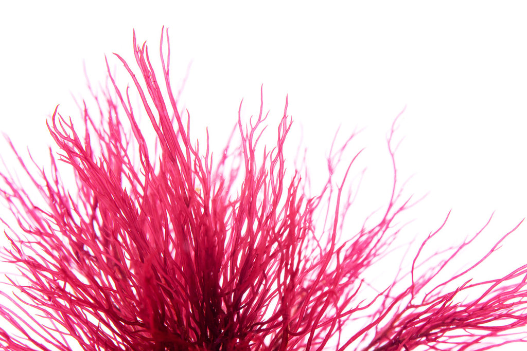 Red Ogo Macro Algae (Gracilaria) | Live Macroalgae - Glass Aqua