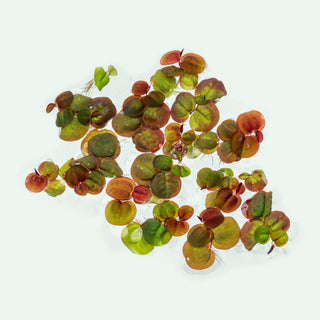 Phyllanthus Fluitans Red Root Floater - Glass Aqua