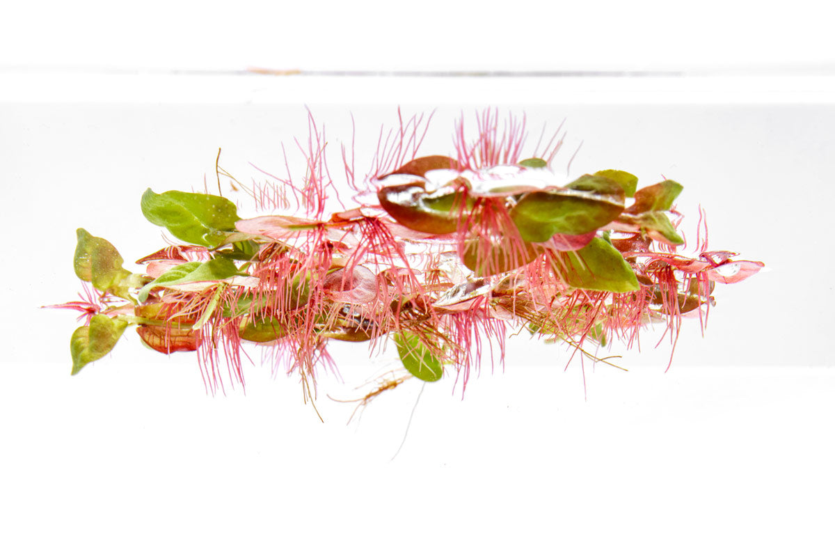 Phyllanthus Fluitans Red Root Floater - Glass Aqua