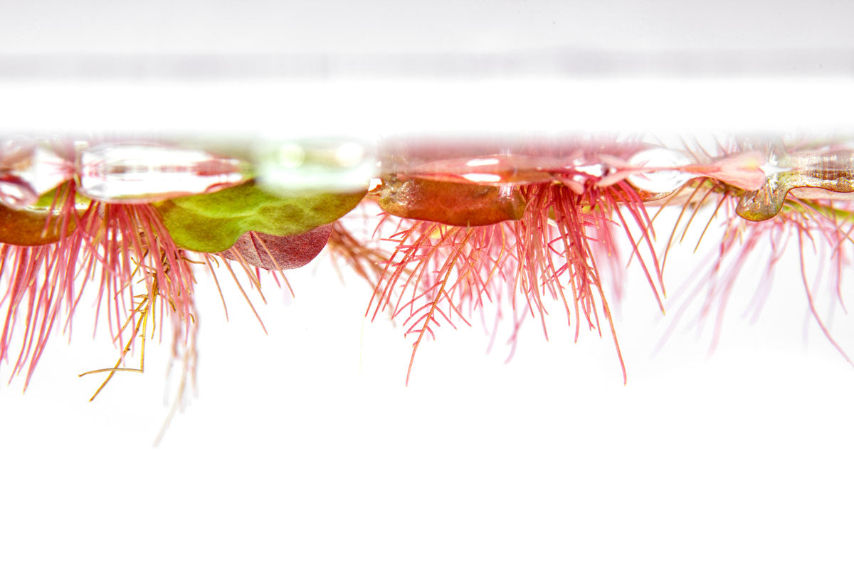 Phyllanthus Fluitans Red Root Floater - Glass Aqua