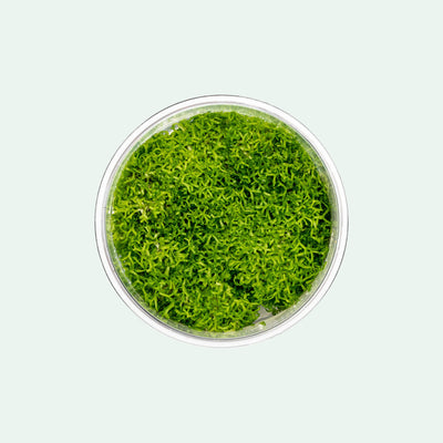 Shop Riccia Fluitans Tissue Culture Aquatic Plants - Glass Aqua