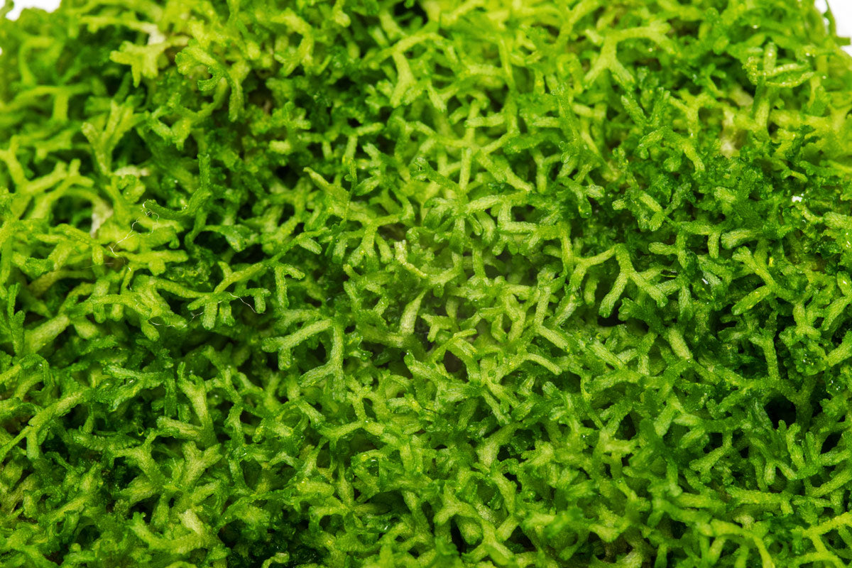 Shop Riccia Fluitans Tissue Culture Aquatic Plants - Glass Aqua