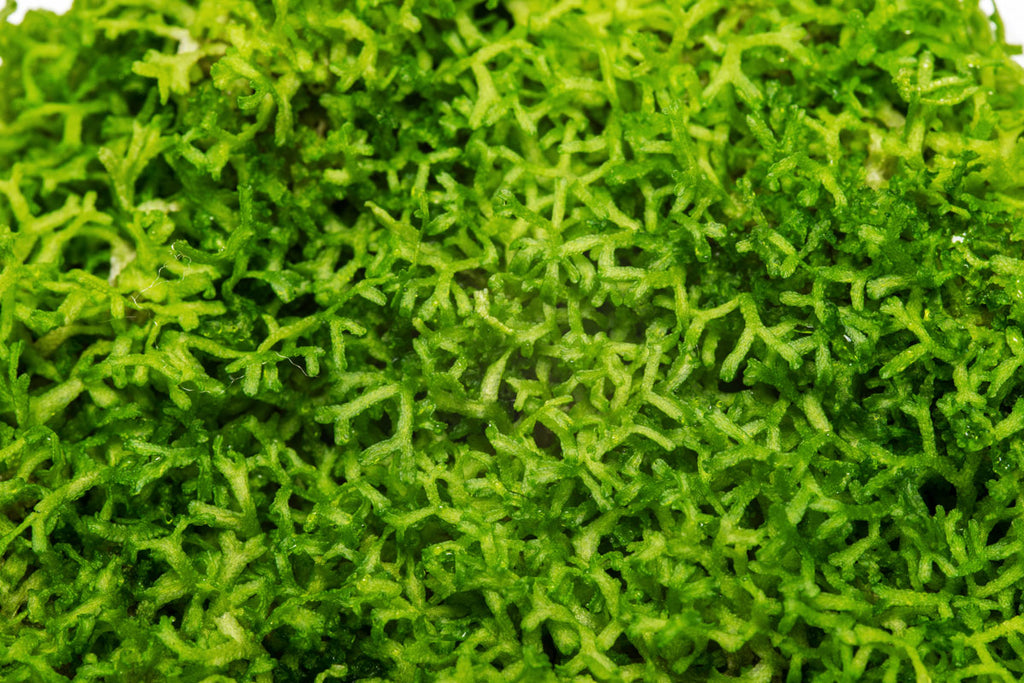 Riccia fluitans Tissue Culture Live Aquarium Carpet Plant Decoration Java  Moss