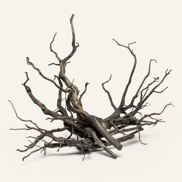 A group photo of River Driftwood natural aquarium hardscape