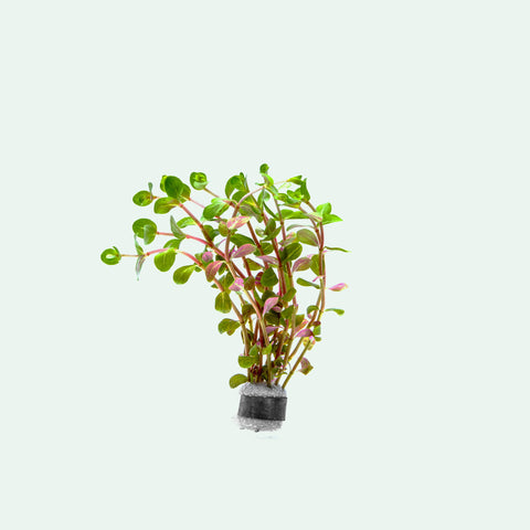 Rotala Rotundifolia Blood Red Aquarium Stem Plant for Planted Tanks