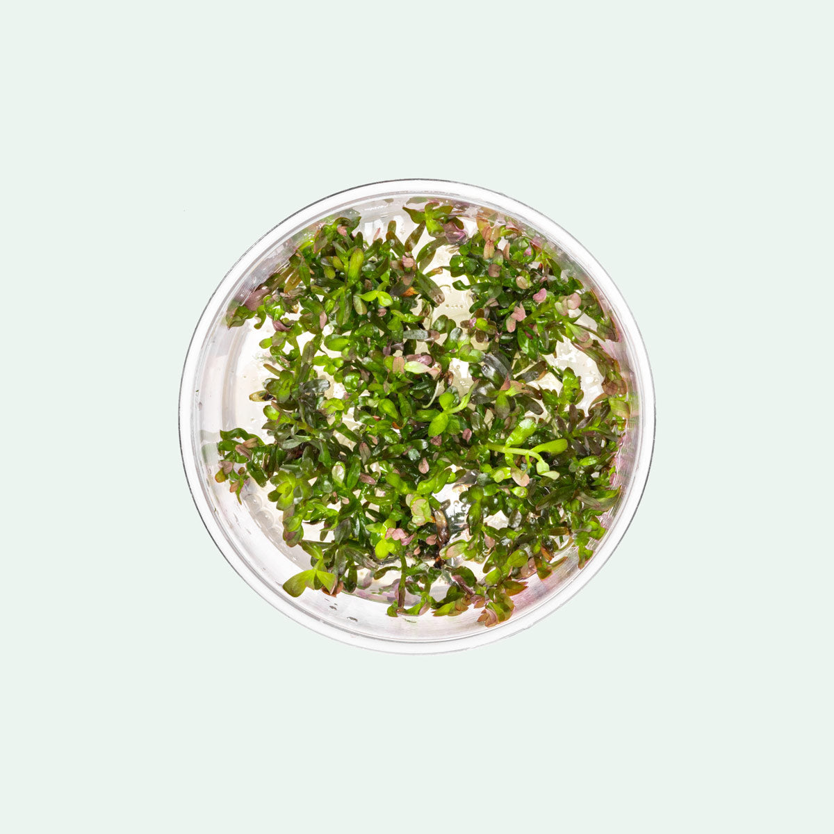 Rotala Blood Red - Glass Aqua