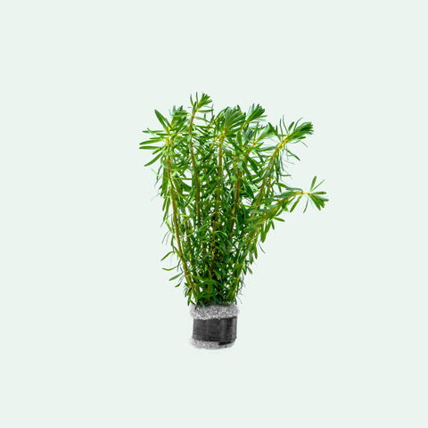 Shop Rotala Bossii Aquatic Plants - Glass Aqua