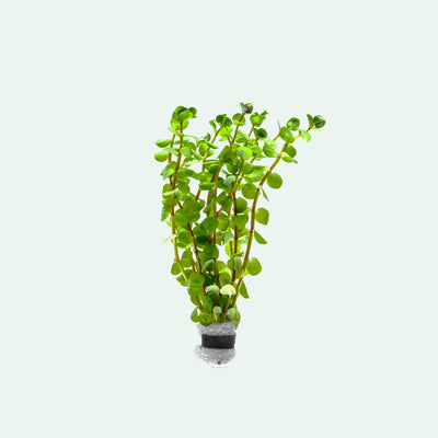 Rotala Colorata Rare Aquarium Stem Plant for Planted Tank