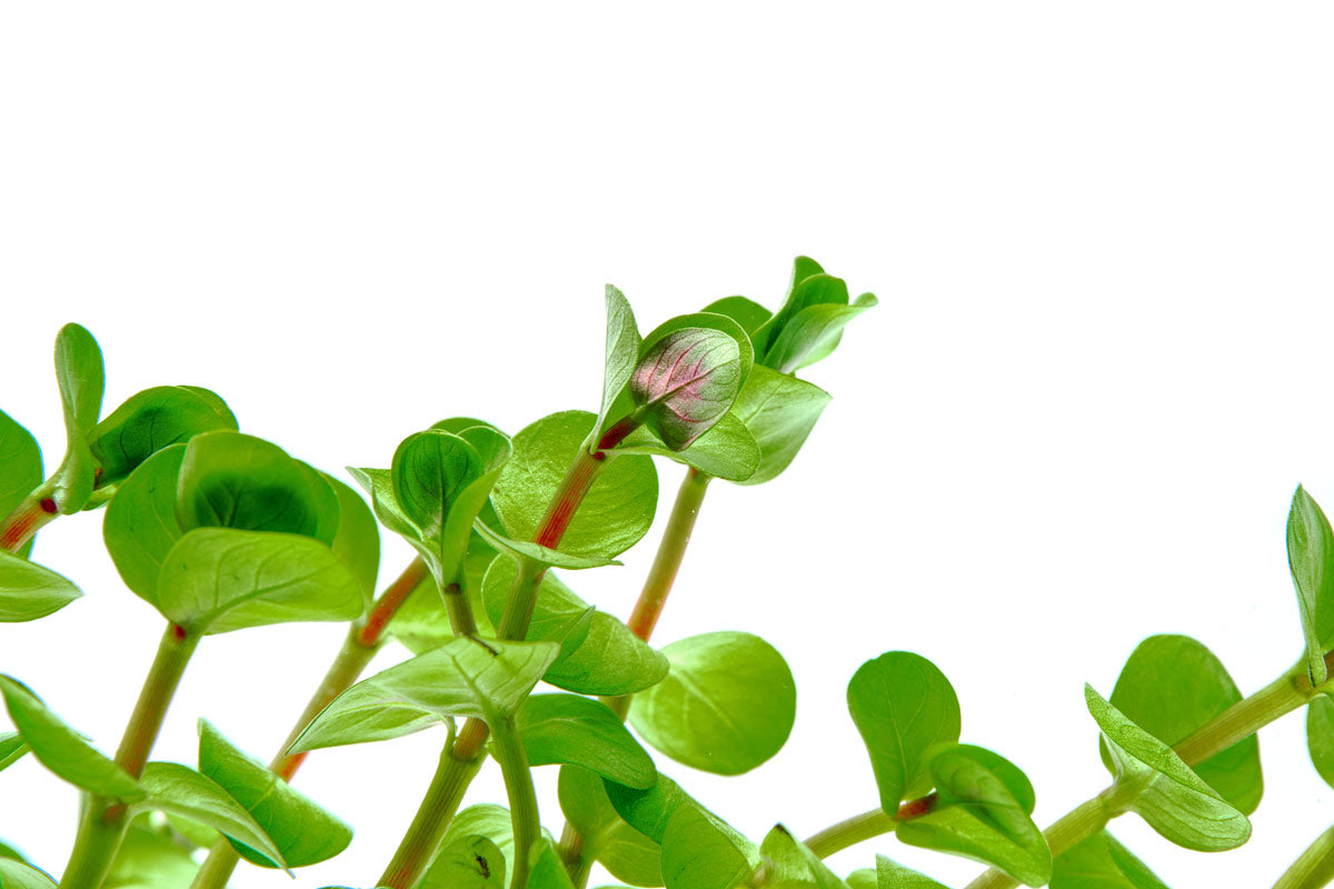 Rotala Colorata Rare Aquarium Stem Plant for Planted Tank